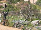 PICTURES/Browns Peak/t_Flowers among burned trees 2.jpg